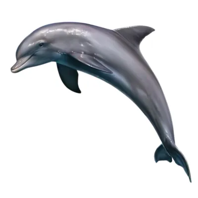 dolphin