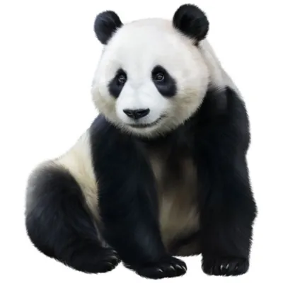 panda