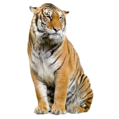 tiger