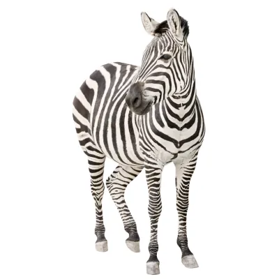 zebra