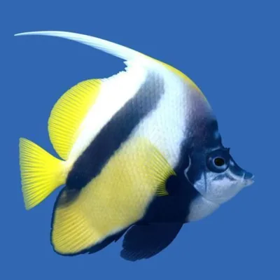 angelfish