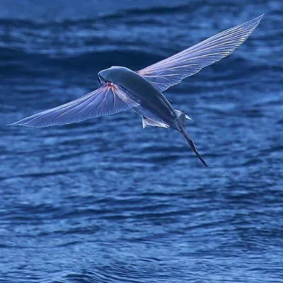 flyingfish