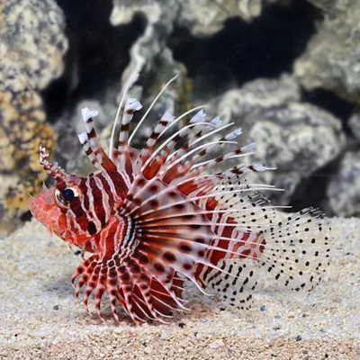 lionfish