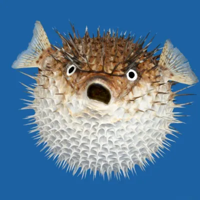 pufferfish