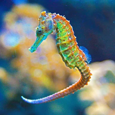 seahorse