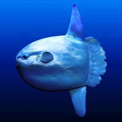 sunfish