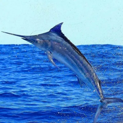 swordfish