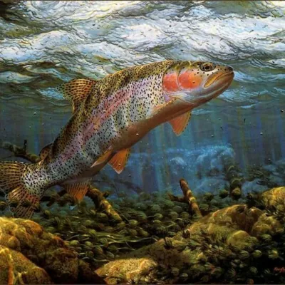 trout